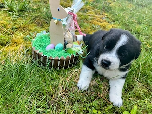 Hindewelpen ab dem 26.5.2026abzugeben Bild 3