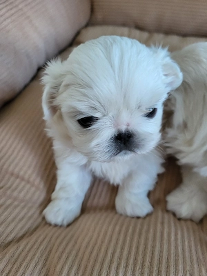 Reinrassige Minipekinese Welpen zu Verkaufen!!!