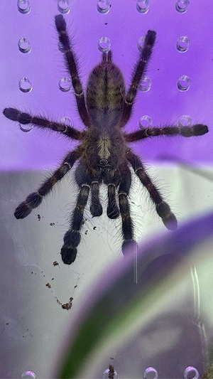 0.1 Poecilotheria metallika inklusive Terrarium