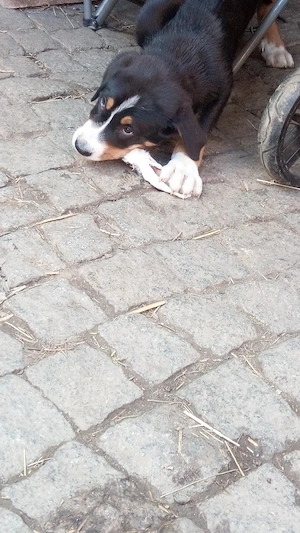 Große Schweizer Sennenhund Welpen