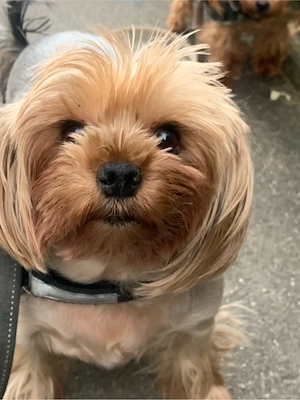 york shier hundin blue antan 