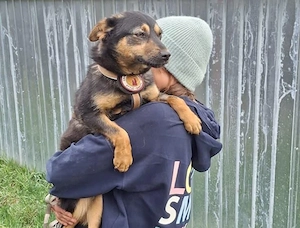 Traumhündin Vivi wünscht sich Familie Bild 7