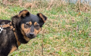 Traumhündin Vivi wünscht sich Familie