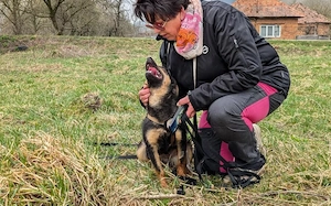 Traumhündin Vivi wünscht sich Familie Bild 6