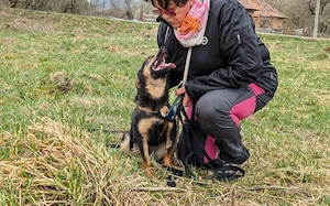 Traumhündin Vivi wünscht sich Familie Bild 4
