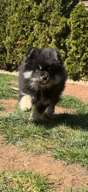 Zwergspitz x Mittelspitz Black&Tan