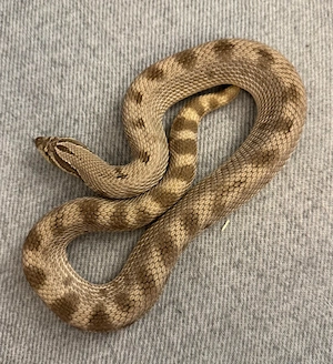 Hakennasennatter 0.1 Anaconda 100% het. Albino, 66% het. Lavender
