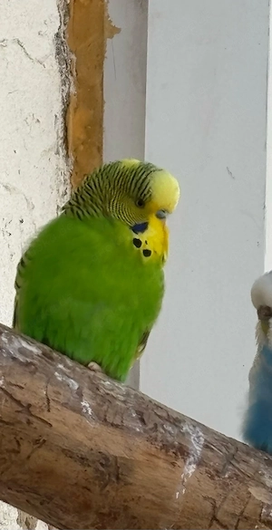 Wellensittich Pärchen 