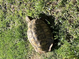 31 jährige männliche Schildkröte 