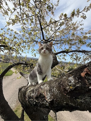 BKH Kater 13 monate