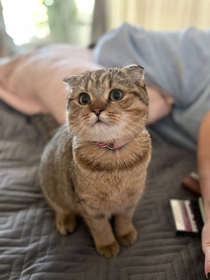 Süße Katze sucht Neues Zuhause 