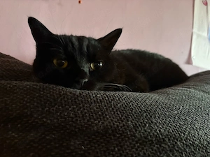 karter sucht neues zu hause 