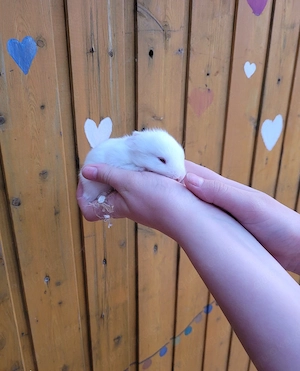 Zwergkaninchen suchen ein liebevolles zuhause 