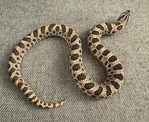 Hakennasennatter 0.1 Arctic 66% Toffeebelly