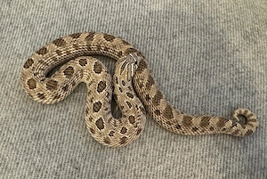 Hakennasennetter 0.1 Arctic Anaconda het. Albino