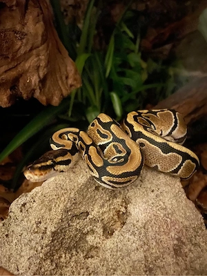 Königpythons   Python regius mit Terrarium 