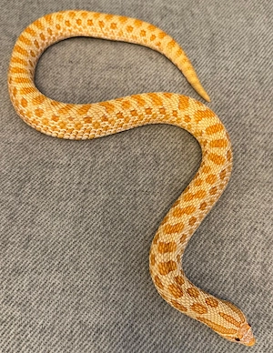 Hakennasennatter 0.1 Albino het. Lavender