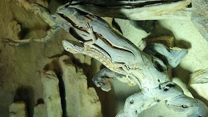 Zwergbartagame männlich 1,5 Jahre