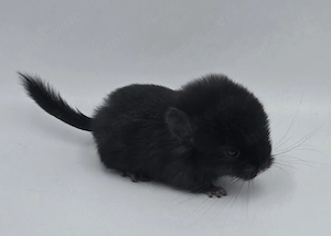 Chinchilla Männchen Ebony bes.Dunkel bald zur Abgabe,  