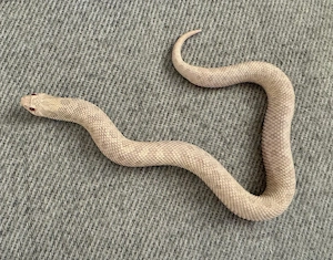 Hakennasennatter 0.1 Snow