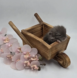 Chinchilla Weibchen Schoko RPA Angora (Langfell)  bald zur Abgabe,  