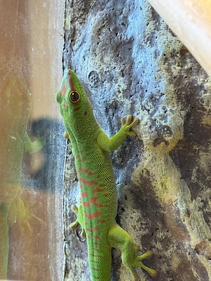 Madagaskar Taggecko Nachzucht