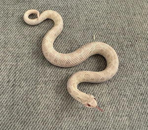 Hakennasennatter 1.0 Yeti