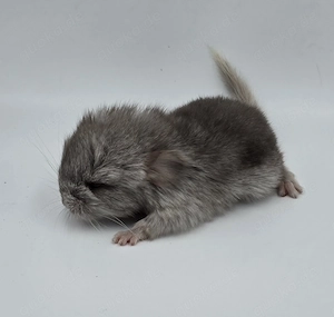 Chinchilla Weibchen Beige  ebony RPA Angora (Langfell)  bald zur Abgabe,  