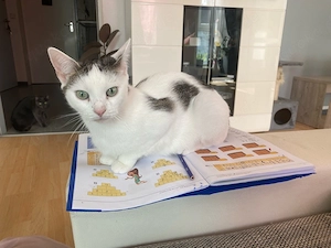 Katze sucht Traumzuhause