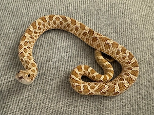 Hakennasennatter 1.0 Toffeebelly