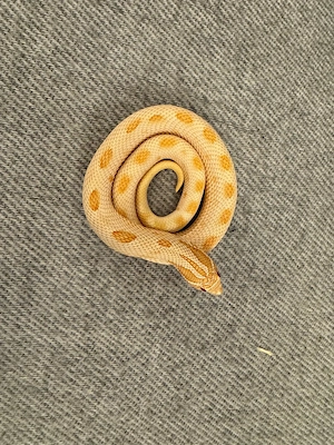 Hakennasennatter 1.0 Albino Anaconda 66% het. Lavender