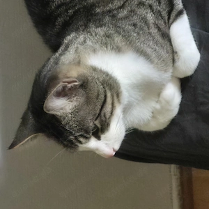 Hauskatze zu Verkaufen 