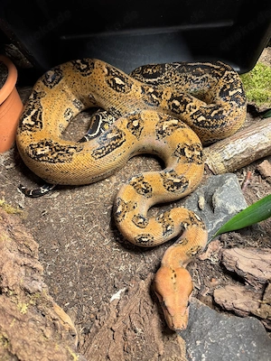 Boa Constrictor Imperator 0.1 Hypo Leopard 66% pos. het. Albino Kahl