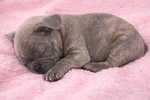 Frz Bulldog Welpen 