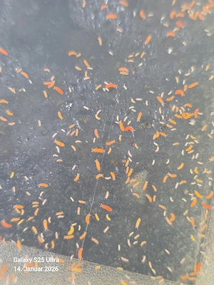 Yuukianura aphoruroides  Orangener Springschwanz 