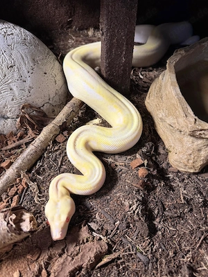 Boa Constrictor Imperator 0.1 Albino IMG pos. Leopard, pos. Anery