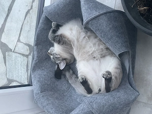 Siam  Thai Kater, 1 Jahr jung 