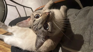 Siam  Thai Kater, 1 Jahr jung, sucht Für-Immer Zuhause