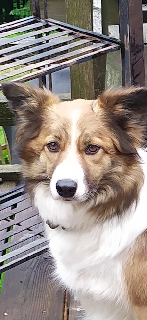 Border Collie in sabel und tricolor 