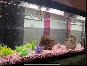 Aquarium - Guppys zu Verschenken