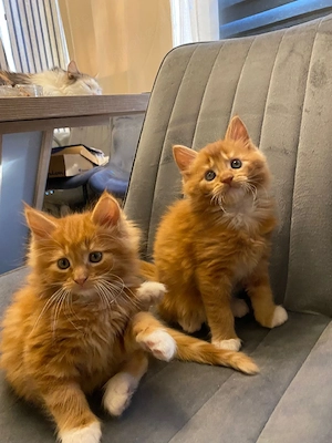 2 Rote sind noch frei von 4 wunderschönen reinrassige Maine coon kitten 