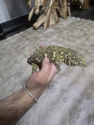 rhacodactylus leachianus 1.0 Bild 3