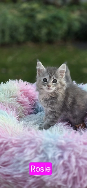 Unser  wunderschönes Maine-Coon Kitten sucht noch ein liebevolles Zuhause