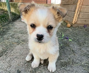 Zauberhafte kleine Gucci sucht Zuhause