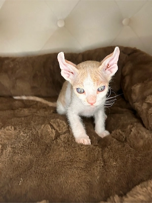 Elf Sphynx Brush Kitten zu verkaufen