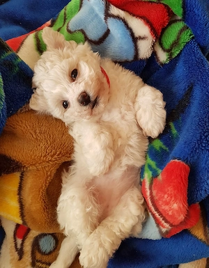  Reinrassige Bichon frise  Bild 5