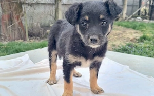 Kleine Lorea möchte ihr Köfferchen packen Bild 8