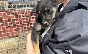 Kleine Lorea möchte ihr Köfferchen packen Bild 3