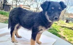 Kleine Lorea möchte ihr Köfferchen packen