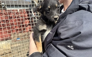 Kleine Lorea möchte ihr Köfferchen packen Bild 4